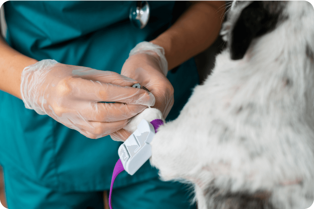 Kutya infúzióval