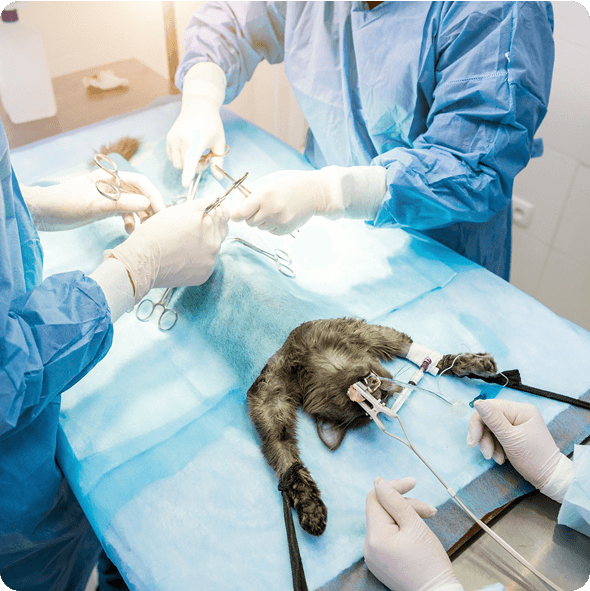 Macska műtét közben