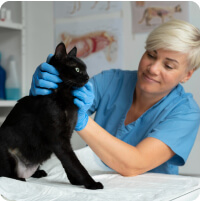 DR. Horváth Daniella