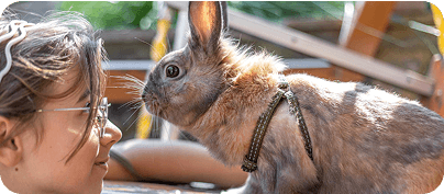 Nyuszi mint kis kedvenc